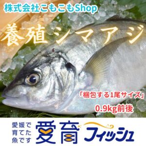 『養殖シマアジ1尾入』神経〆付