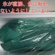 【愛育フィッシュの目玉商品】朝どれ鮮魚『養殖イシガキダイ1尾入』神経締め付