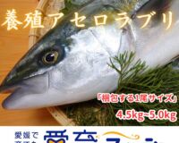 期間限定！【愛育フィッシュ】朝どれ鮮魚『養殖アセロラブリ1尾入』神経〆付