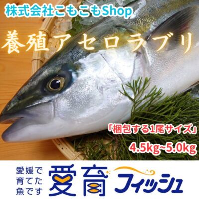 【愛育フィッシュ】朝どれ鮮魚『養殖アセロラブリ1尾入』神経〆付