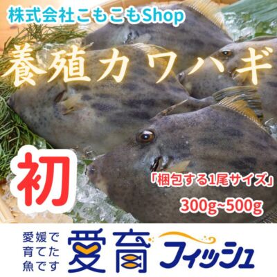 完売【愛育フィッシュ】朝どれ鮮魚『養殖カワハギ』活〆付