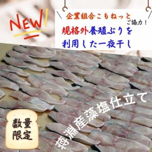 【規格外】養殖ブリの一夜干し10枚入/箱