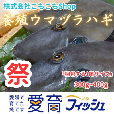 ハギ祭り開催中【愛育フィッシュ】朝どれ鮮魚『養殖ウマヅラハギ5尾入』活〆付