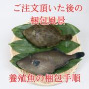 【愛育フィッシュ】朝どれ鮮魚『養殖カワハギ4尾入』活〆付