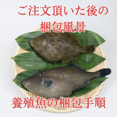 【愛育フィッシュ】朝どれ鮮魚『養殖ウマヅラハギ2尾入』活〆付