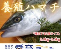 【愛育フィッシュ】朝どれ鮮魚『養殖ハマチ1尾入』神経〆付