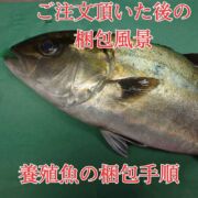 【身持ち抜群の愛育フィッシュ】朝どれ鮮魚『養殖カンパチ1尾入』神経締め付