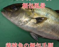 【身持ち抜群の愛育フィッシュ】朝どれ鮮魚『養殖カンパチ1尾入』神経締め付