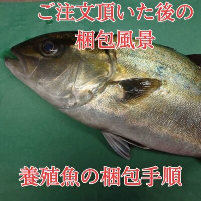 【身持ち抜群の愛育フィッシュ】朝どれ鮮魚『養殖カンパチ1尾入』神経締め付