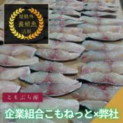 【規格外】養殖カンパチの一夜干し5枚入/箱