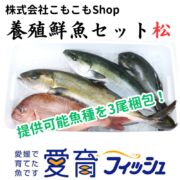 【厳選】朝どれ『養殖鮮魚セット　松　』神経締め付