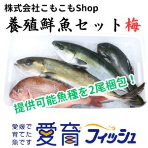 【厳選】朝どれ『養殖鮮魚セット　梅　』神経締め付