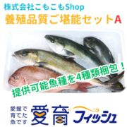 養殖品質ご堪能セットA（4尾入）/箱
