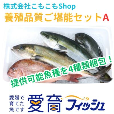 養殖品質ご堪能セットA（4尾入）/箱