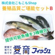 完売　養殖品質ご堪能セットB（3種入）/箱
