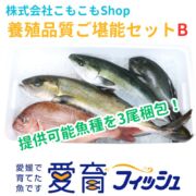 養殖品質ご堪能セットB（3尾入）/箱