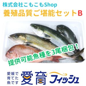 養殖品質ご堪能セットB（3尾入）/箱