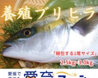 完売『養殖ブリヒラ』1尾入/箱