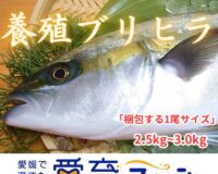 【ブリ＆ヒラマサのハイブリッド】朝どれ鮮魚『養殖ブリヒラ1尾入』神経締め付