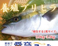 めちゃくちゃオススメ【ハイブリッド魚種】朝どれ鮮魚『養殖ブリヒラ』神経〆付