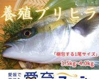 朝どれ鮮魚『養殖ブリヒラ』神経〆付