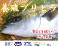 “ブリ＆ヒラマサの良い所取り！”養殖ブリヒラ1尾入/箱