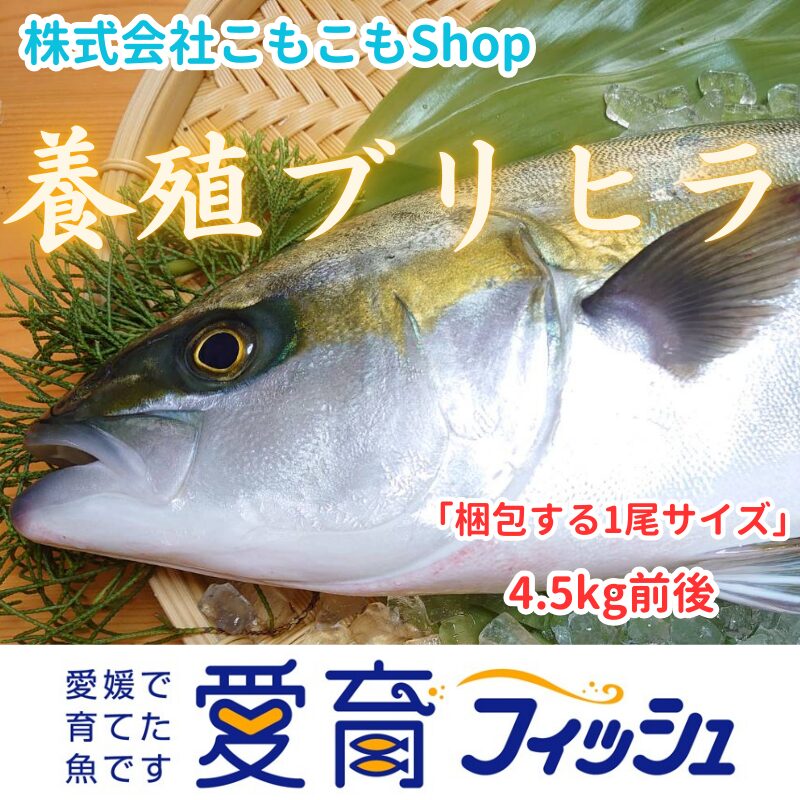 停止中“ブリ&ヒラマサの良い所取り!”養殖ブリヒラ1尾入/箱