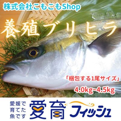 完売：朝どれ鮮魚『養殖ブリヒラ』神経〆付