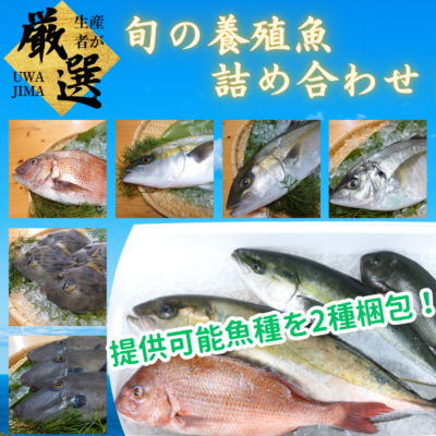 鮮魚セット2魚種入/箱