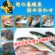 鮮魚セット4魚種入/箱