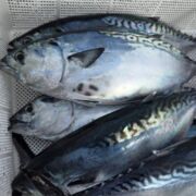 【一度食べたら忘れられない!】幻の養殖魚 養殖スマ【3尾入/箱】