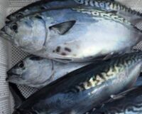 【一度食べたら忘れられない！】幻の養殖魚　養殖スマ【1尾入/箱】