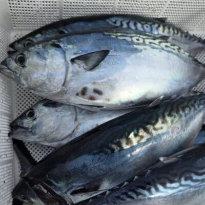 【12月15日発送分までは丸魚販売】“究極の美味”　全身トロの幻の魚、媛スマ！！【1尾入/箱】