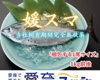 “究極の美味”　全身トロの幻の魚、媛スマ！！【1尾入/箱】