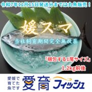 【12月15日発送分までは丸魚販売】“究極の美味” 全身トロの幻の魚、媛スマ!!【4尾入/箱】