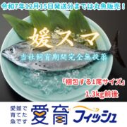 【12月15日発送分までは丸魚販売】“究極の美味” 全身トロの幻の魚、媛スマ!!【1尾入/箱】