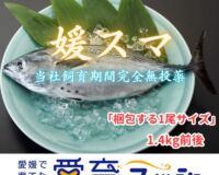 【注意：日時指定不可】“究極の美味”　全身トロの幻の魚、媛スマ！！【1尾入/箱】