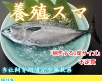 完売　愛媛県産養殖スマ(紋ズマカツオ・ヤイトカツオ・ホシガツオ)【2尾入/箱】