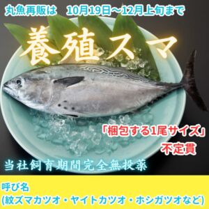 完売　愛媛県産養殖スマ(紋ズマカツオ・ヤイトカツオ・ホシガツオ)【2尾入/箱】