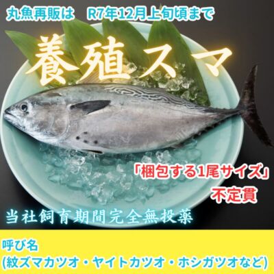 完売　愛媛県産養殖スマ(紋ズマカツオ・ヤイトカツオ・ホシガツオ)【2尾入/箱】