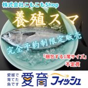 【完全予約制、日時指定不可】愛媛県産養殖スマ