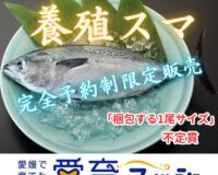 【完全予約制、日時指定不可】愛媛県産養殖スマ