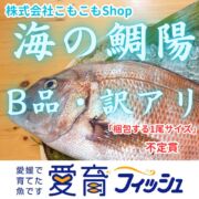 【訳アリ品・お得】朝どれ鮮魚『海の鯛陽』神経締め付