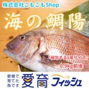 養殖マダイお試しサイズ1尾入/箱