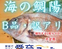 【訳アリ品・お得】朝どれ鮮魚『海の鯛陽』神経締め付