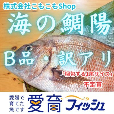 【訳アリ品・お得】朝どれ鮮魚『海の鯛陽』神経締め付