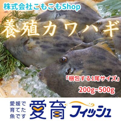 完売【愛育フィッシュ】朝どれ鮮魚『養殖カワハギ4尾入』活〆付
