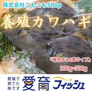 400up厳選『養殖カワハギ2尾入/箱』活〆付