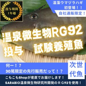 “RG92使用”温藻ウマヅラハギ5尾入/箱