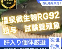 “RG92使用”温藻ウマヅラハギ5尾入/箱
